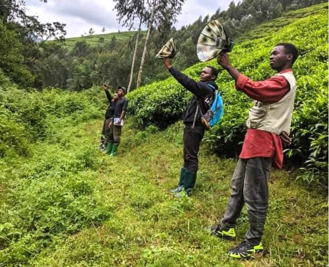 Field recording with students from IPRC Kitabi and partners, Rugezi Ornithology Centre